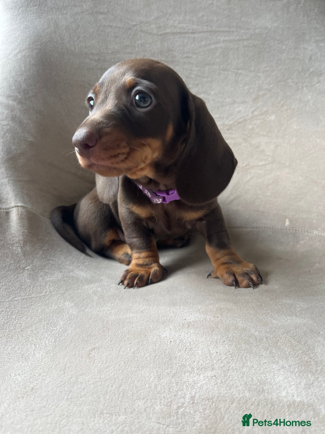Miniature Dachshund dogs for sale: Charming Miniature Dachshund Puppies 2 Girls 1 Boy - Image 10