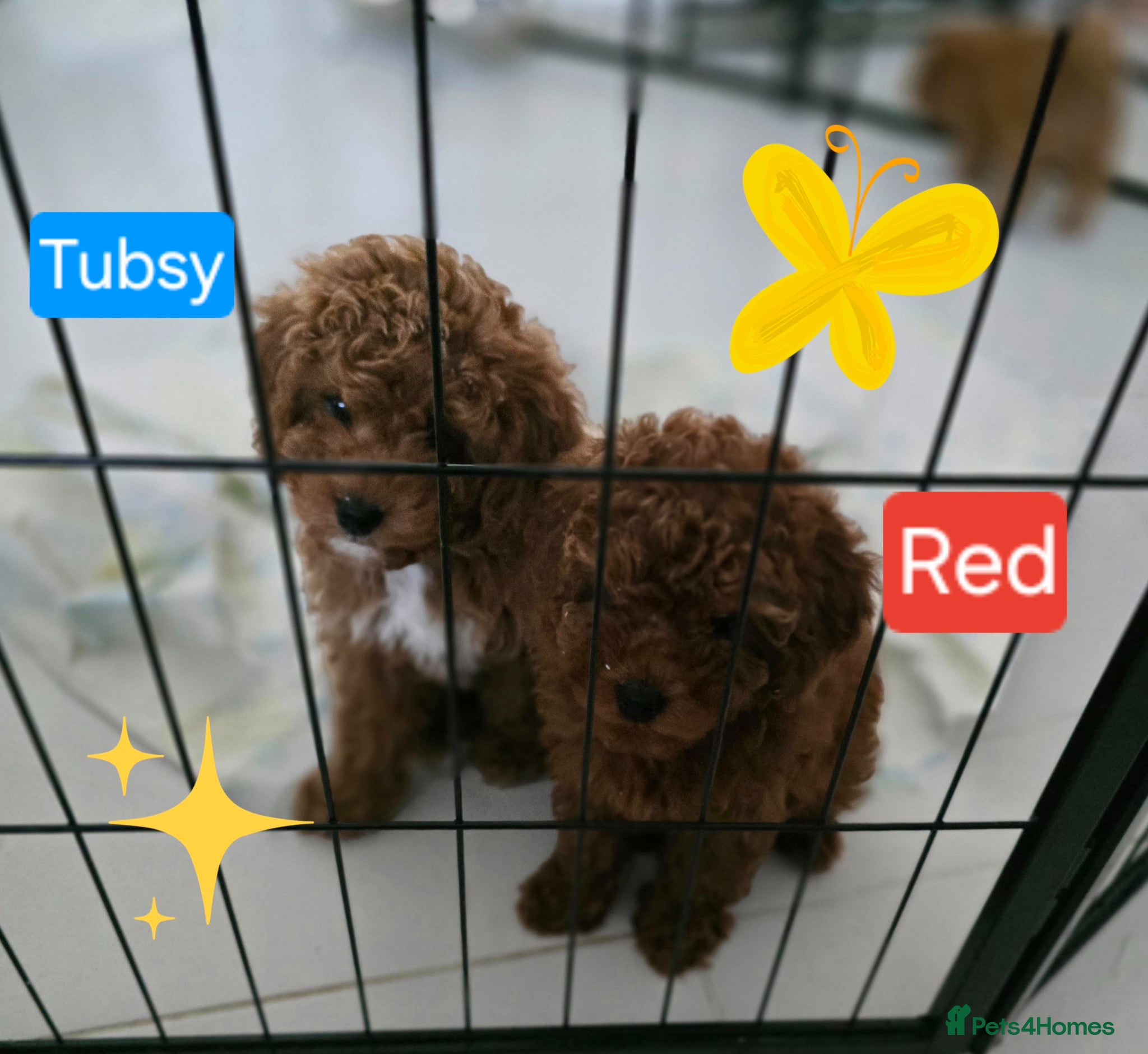 Cavapoo dogs Two Toy Cavapoo's Left - Both Girls - Advert 1