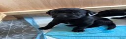 Labrador Retriever dogs for sale: Beautiful boy Labrador puppies  in Kettering - Advert 3