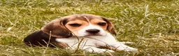 Beagle dogs for sale: 🐶⭐️Gorgeous male Beagle puppy ⭐️🐶 - Advert 4
