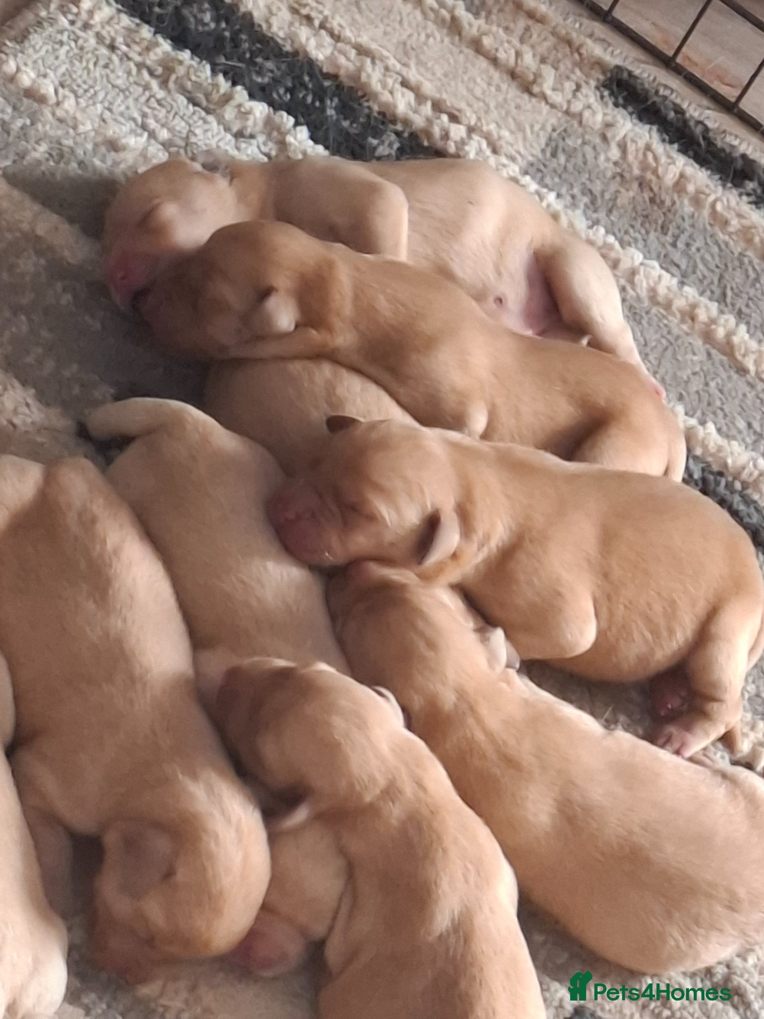 Labrador Retriever dogs for sale: KC Reg Labrador Pups in Newton Abbot - Advert 6
