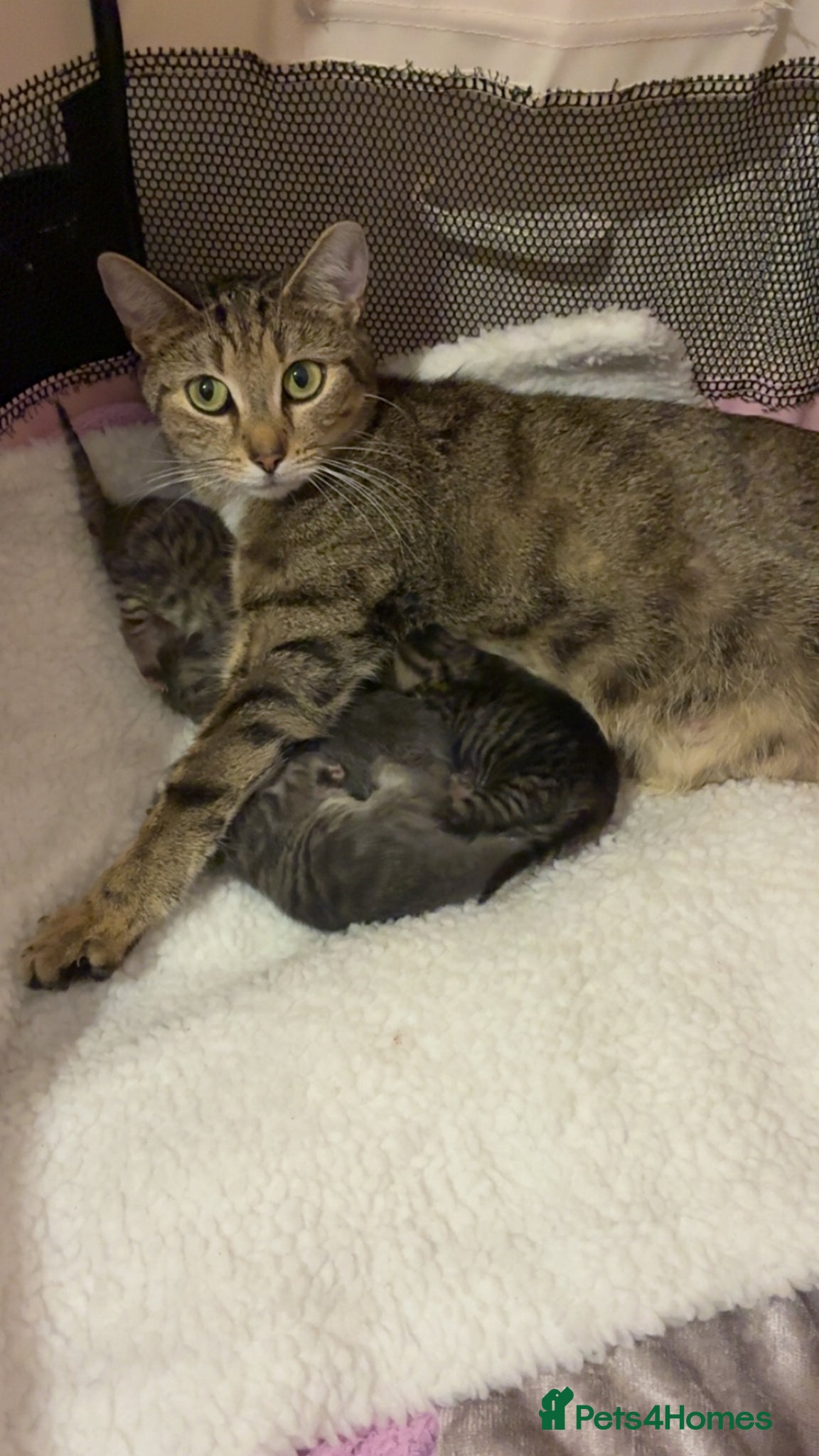 Mixed Breed cats We have 4 lovely mixed kittens available  - Advert 3