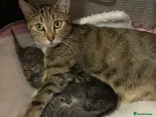 Mixed Breed cats We have 4 lovely mixed kittens available - Advert 3