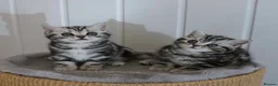 British Shorthair cats for sale: Stunning Classic Silver British shorthair kittens - Advert 8
