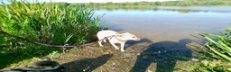 Mixed Breed dogs for adoption: Ivy - Norwich Norfolk  in Norwich - Advert 23