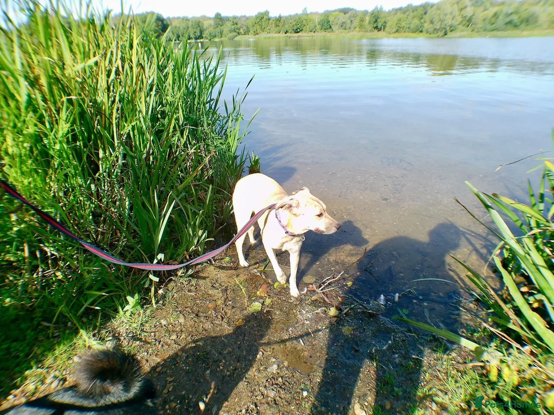 Mixed Breed dogs for adoption: Ivy - Norwich Norfolk  in Norwich - Advert 23