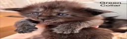 Maine Coon cats for sale: Council licensed TICA Maine Coon kittens - Advert 29