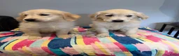 Golden Retriever dogs for sale: Beautiful golden retriever pups ready now  - Advert 5