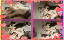 Mixed Breed cats for sale: 8 cute kittens for sale - 5 boys, 3 girls  - Image 1