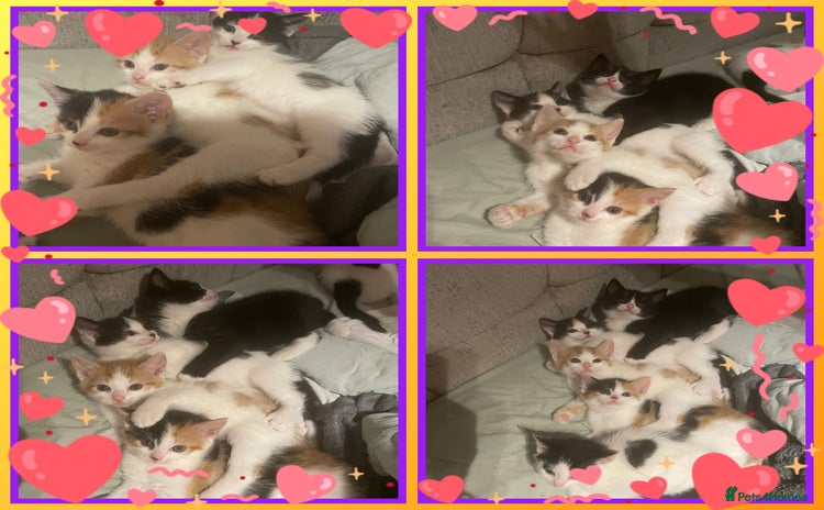 Mixed Breed cats - Advert 1
