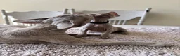 Devon Rex cats for sale: Price Reduced!TICARegisteredDevonRex lilac kittens - Advert 25
