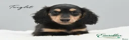 Miniature Dachshund dogs for stud: Miniature Longhaired Chocolate and Cream Stud - Advert 12