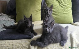 Maine Coon cats for sale: Maine Coon Kittens ready to leave home  - Image 1