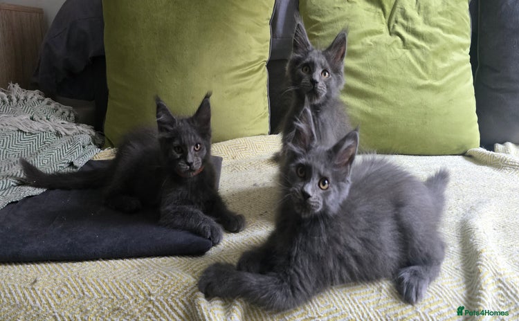 Maine Coon cats - Advert 11