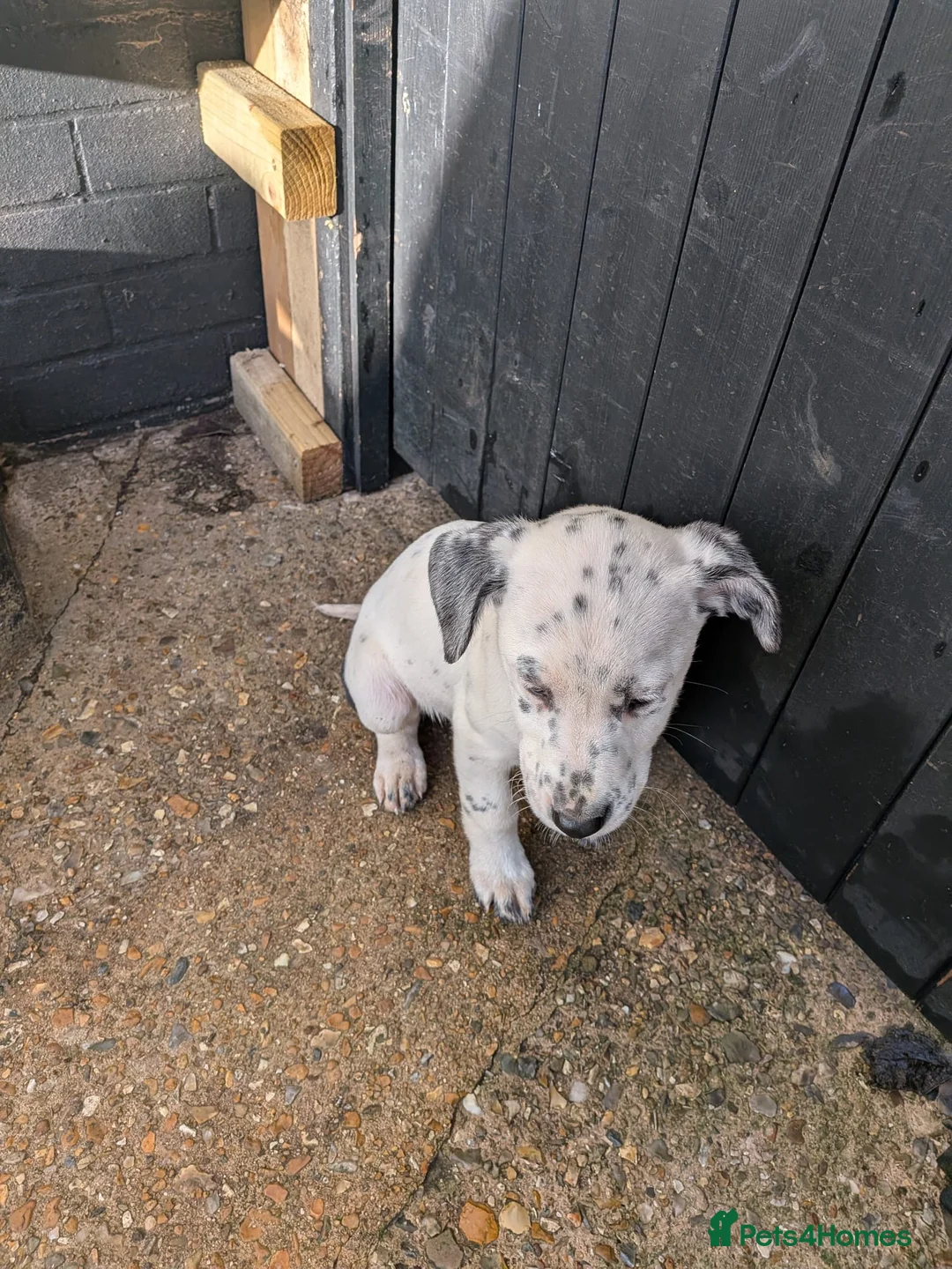 Mixed Breed dogs for sale: Beautiful Collie x Dalmatian Puppies - Advert 15