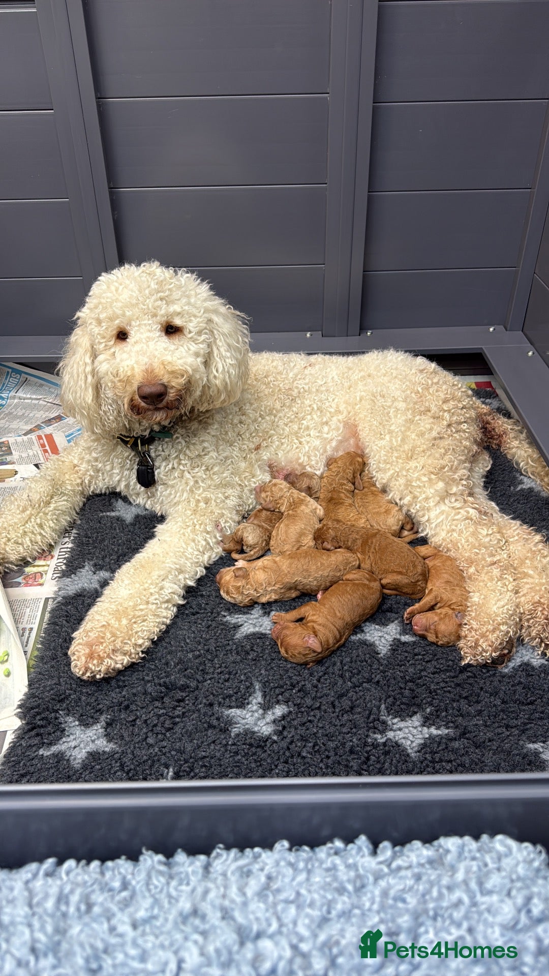 Goldendoodle dogs for sale: Standard golden doodle puppies for sale - Advert 5