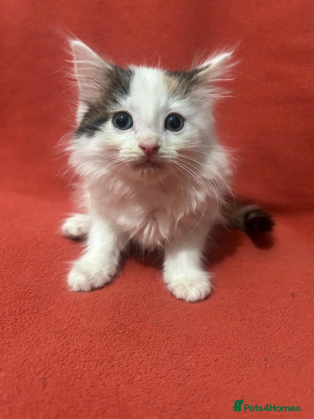 RagaMuffin cats for sale: Kittens for sale  - Advert 24