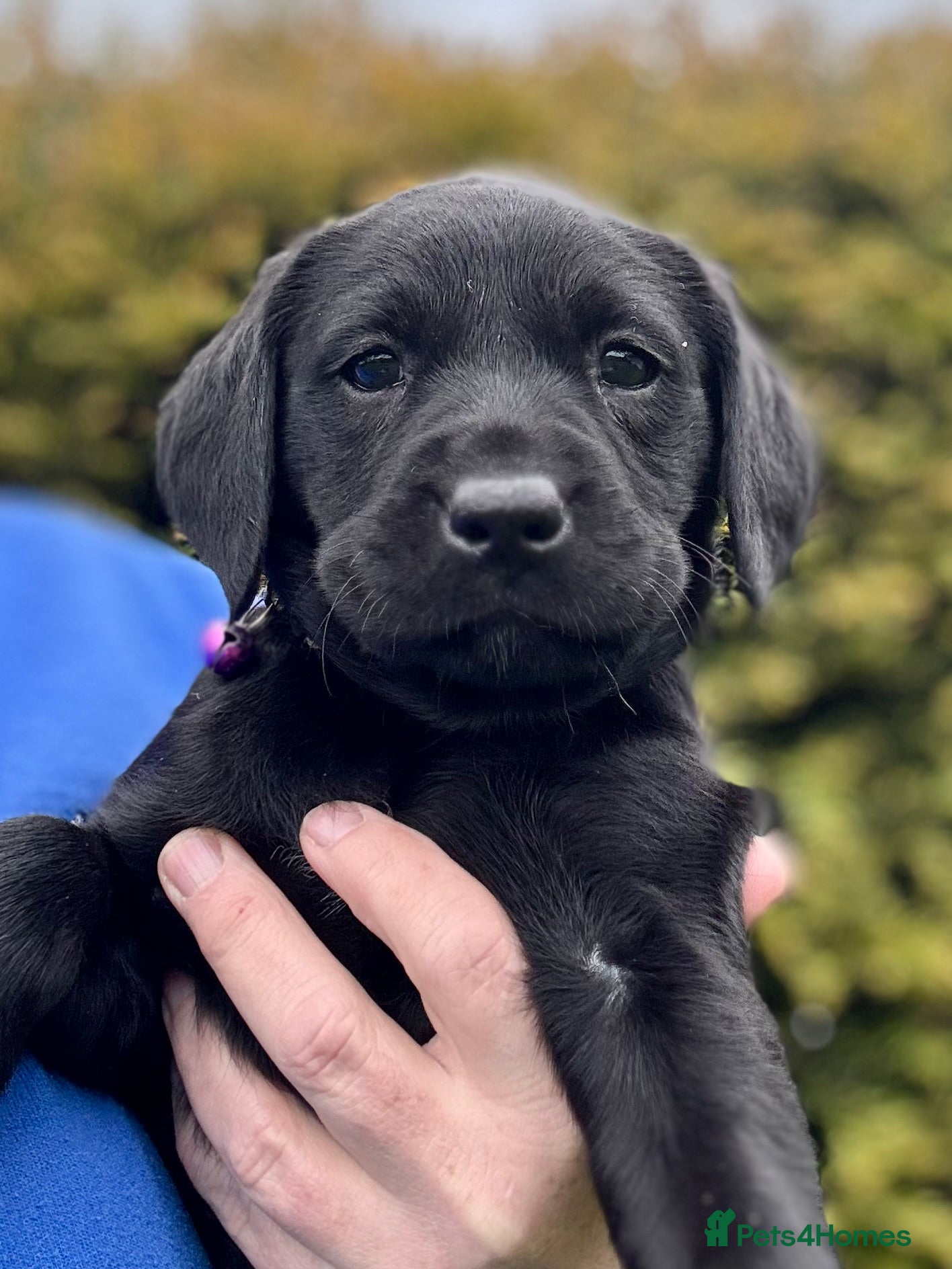 Labrador Retriever dogs for sale: Super RKC black lab girls!  - Advert 9