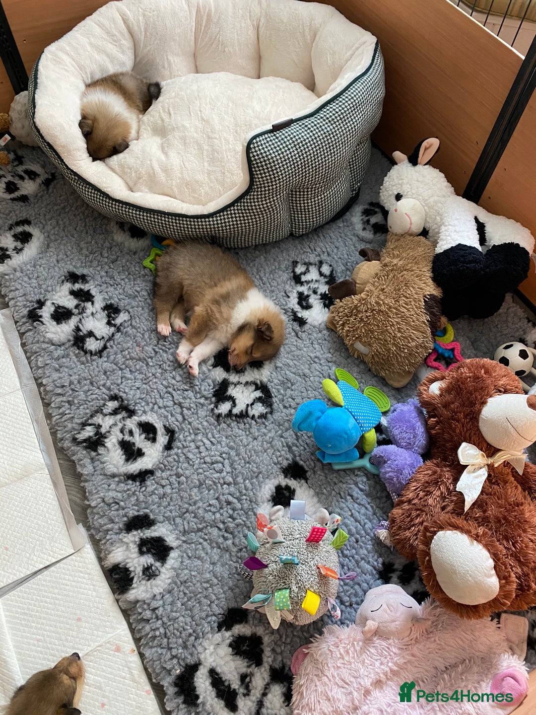Rough Collie dogs for sale: ROUGH COLLIE  SABLE AND WHITE MALE PUPPIES - Image 5