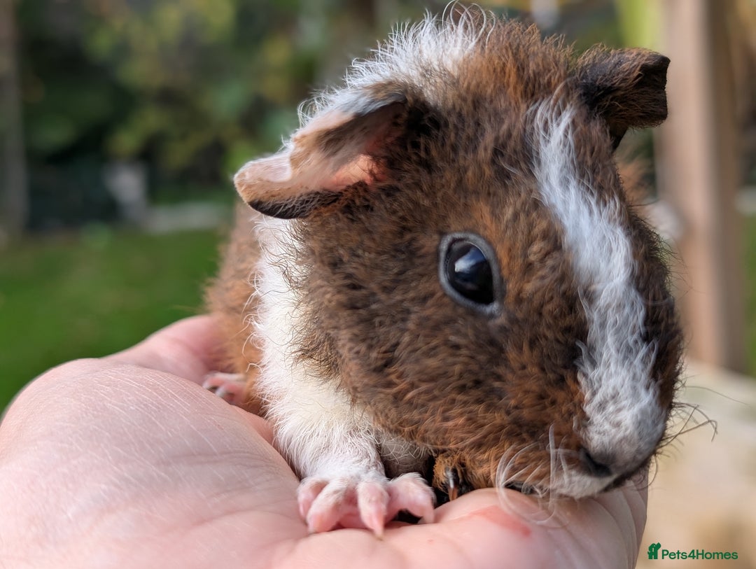 Guinea Pig rodents for sale: Gorgeous guinea pig pups - Image 6