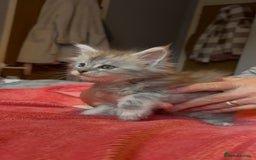 Maine Coon cats for sale: 4 stunning ACTIVE tica registered Maine coons - Image 6