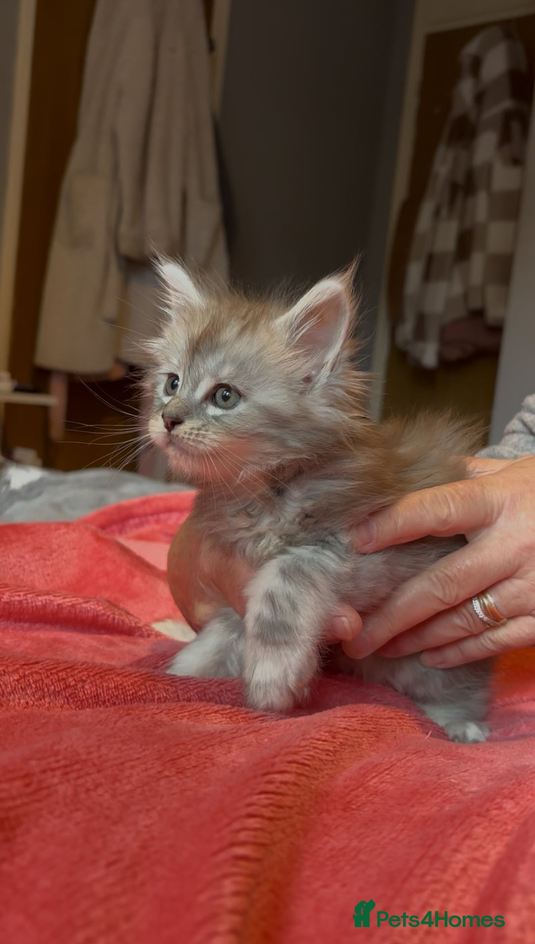 Maine Coon cats for sale: 4 stunning ACTIVE tica registered Maine coons - Image 6