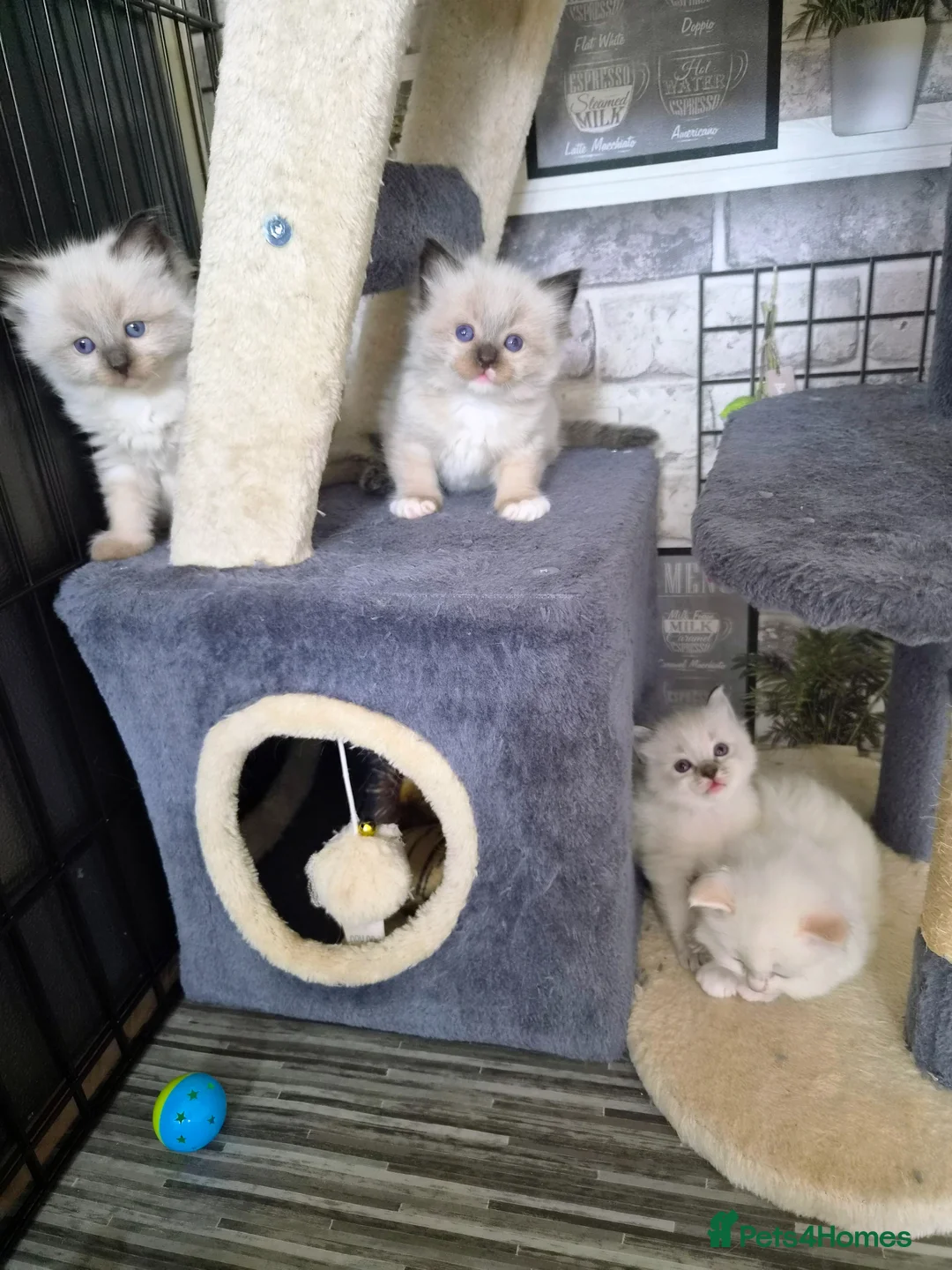 Ragdoll cats for sale: Ragdoll kittens - Advert 11