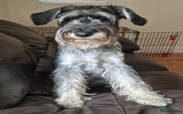Schnauzer dogs for sale: SOLD - 14mo female P/S Standard Schnauzer - Advert 3