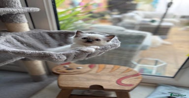 Ragdoll cats in Hook - Advert 10
