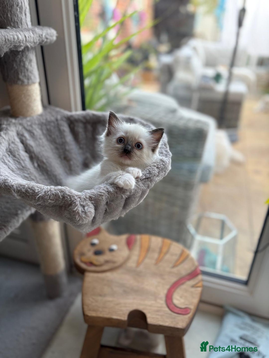 Ragdoll cats for sale: Rare champion lilac/flame/tortie Ragdoll kittens in Hook - Image 3