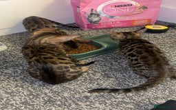 Bengal cats for sale: Bengals  - Image 21