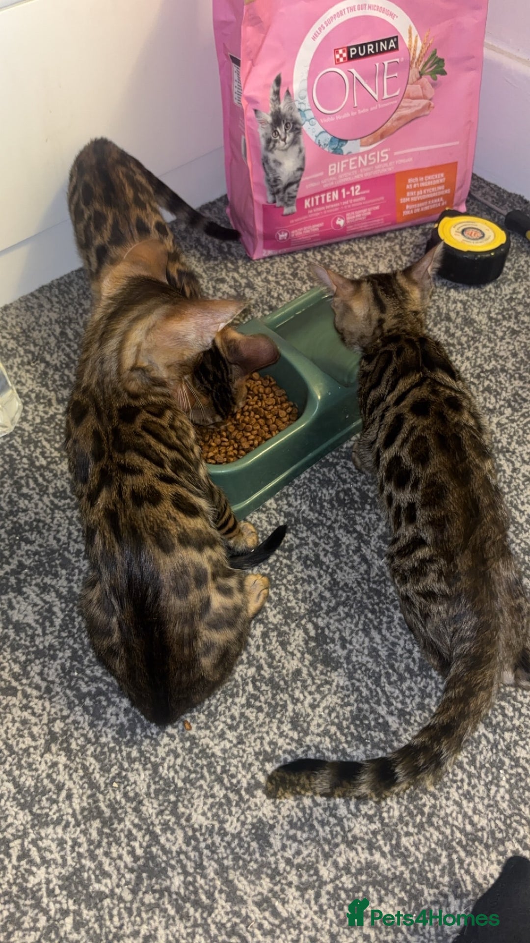 Bengal cats for sale: Bengals  - Image 21