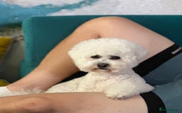 Bichon Frise dogs for sale: ✨ Bichon Frisé Puppies from Champion Bloodlines ✨ - Image 3