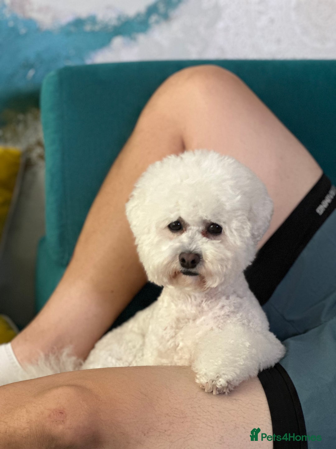 Bichon Frise dogs for sale: ✨ Bichon Frisé Puppies from Champion Bloodlines ✨ - Image 3