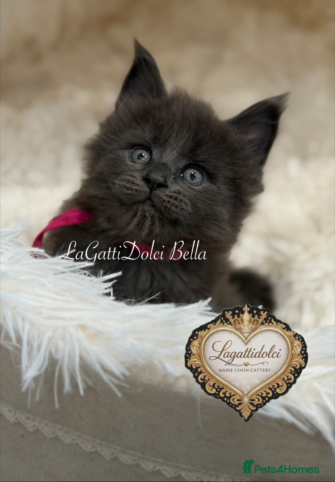 Maine Coon cats 🏆⭐️XXL Blue Maine Coons - Champion Lines⭐️🏆 - Advert 2