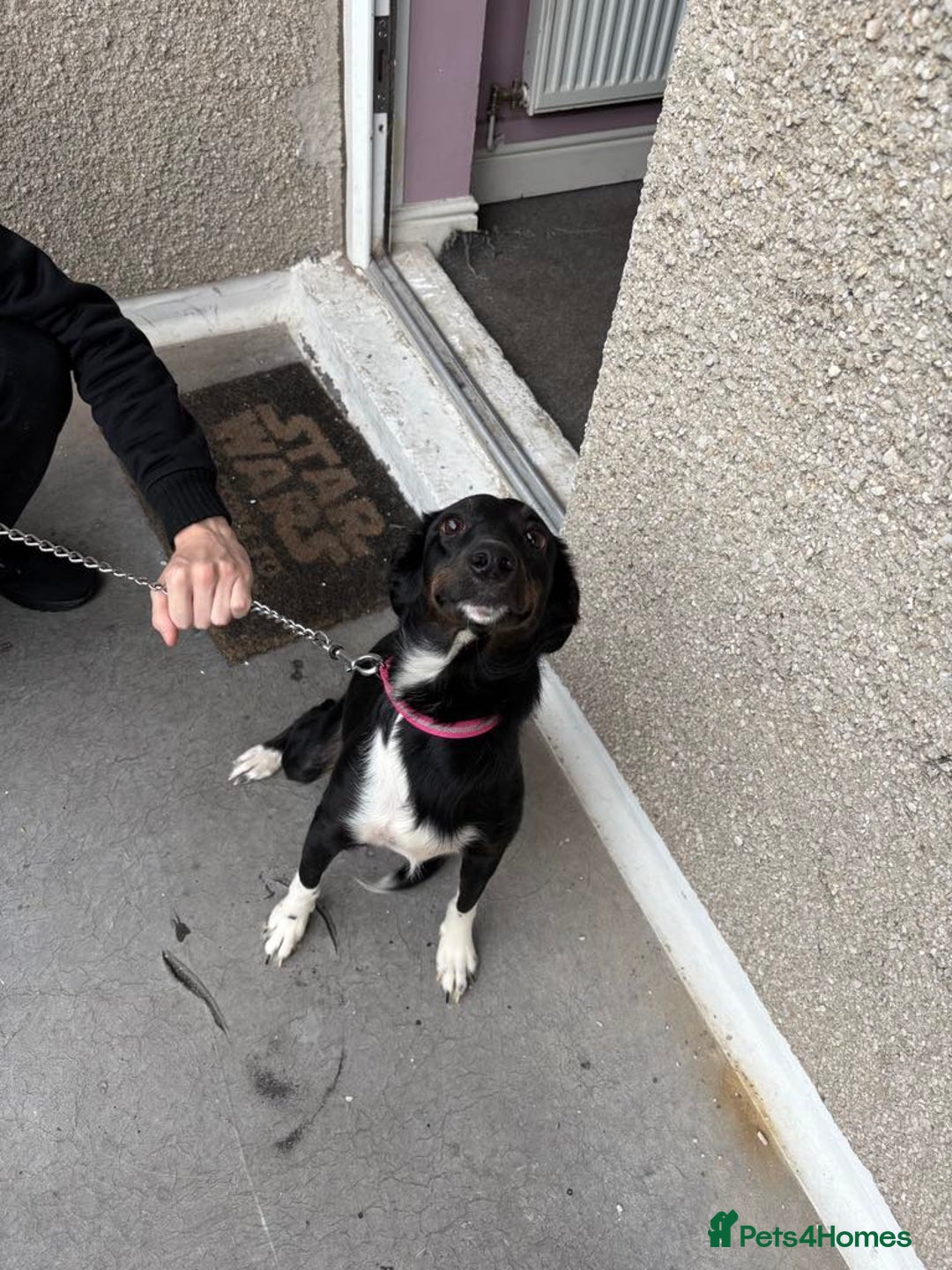 Mixed Breed dogs for sale: 11 month old puppy - Image 2