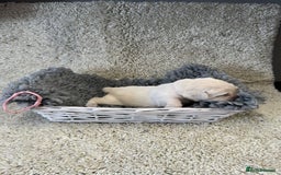 Goldador dogs for sale: Goldador Black & Golden Pups - Pets / Therapy - Image 5