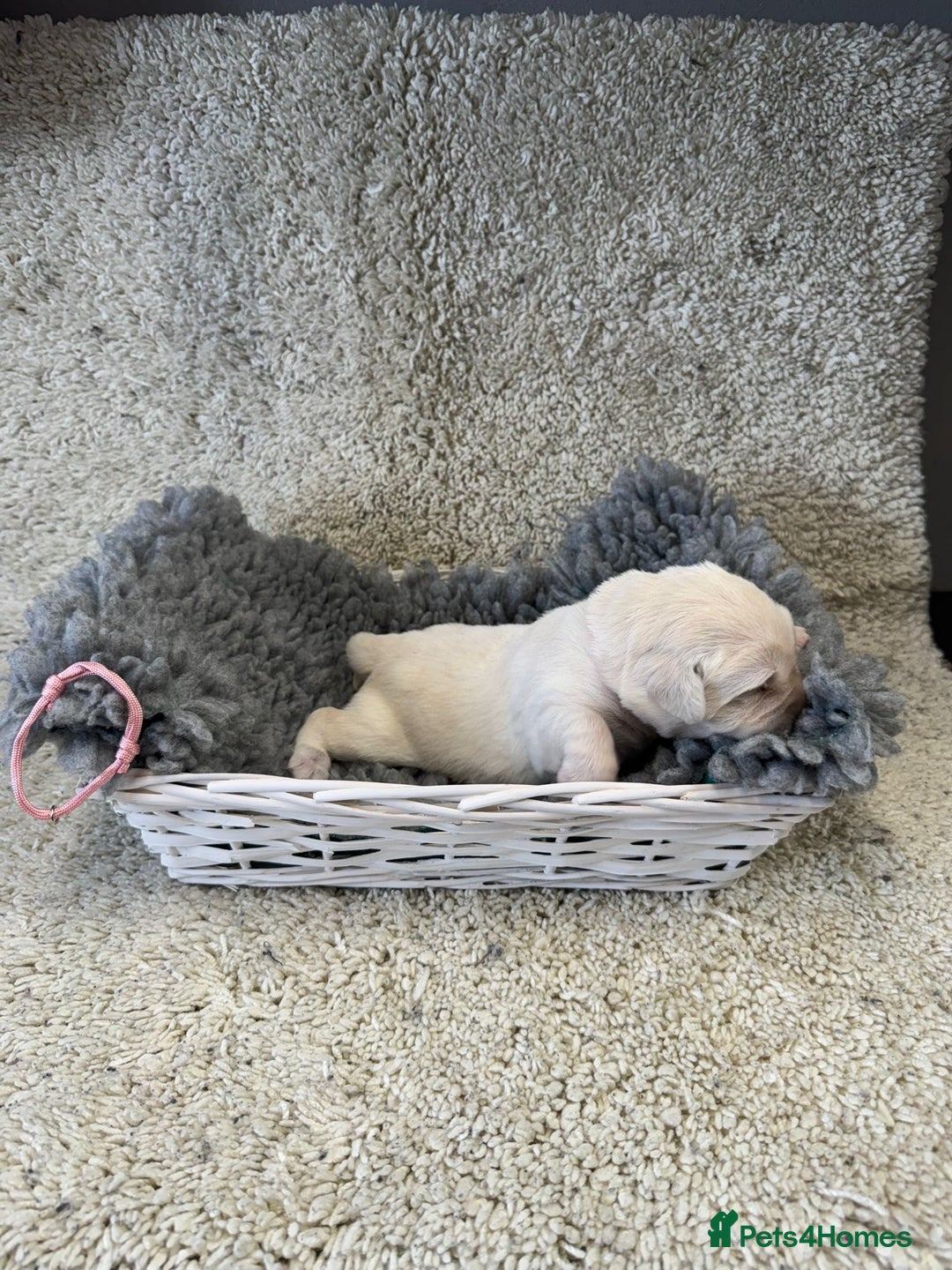 Goldador dogs for sale: Goldador Black & Golden Pups - Pets / Therapy - Image 5