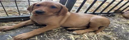Labrador Retriever dogs for sale: Red fox Labrador puppies  - Advert 3