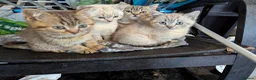 British Shorthair cats for sale: British Shorthair Kittens  - Advert 2