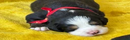 Bernese Mountain Dog dogs for sale: KC Registered Bernese Mountain Dog Puppies - Advert 1