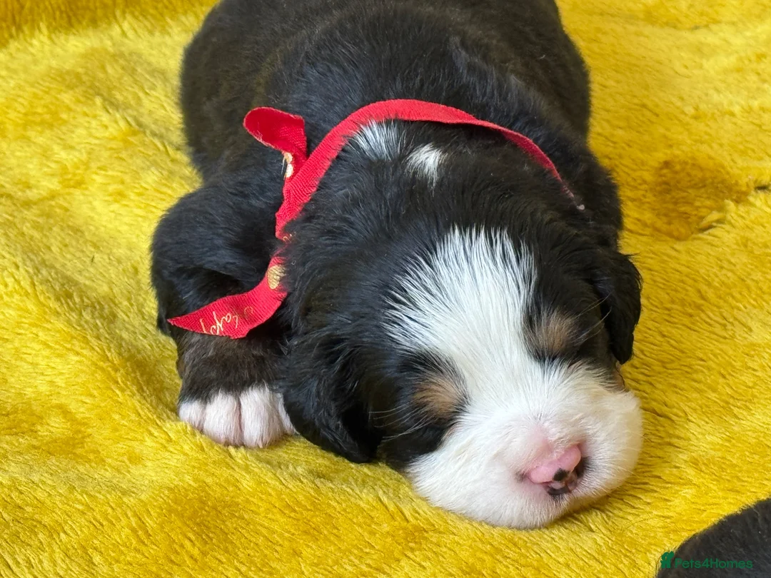 Bernese Mountain Dog dogs for sale: KC Registered Bernese Mountain Dog Puppies - Advert 1