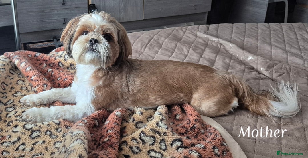 Shih Tzu dogs for sale: Beautiful shih tzu puppies  - Advert 7