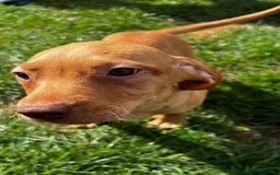 Mixed Breed dogs for sale: HUNGAROAN VIZSLADOR PUPPIES - VIZSLA x LABRADOR - Image 14