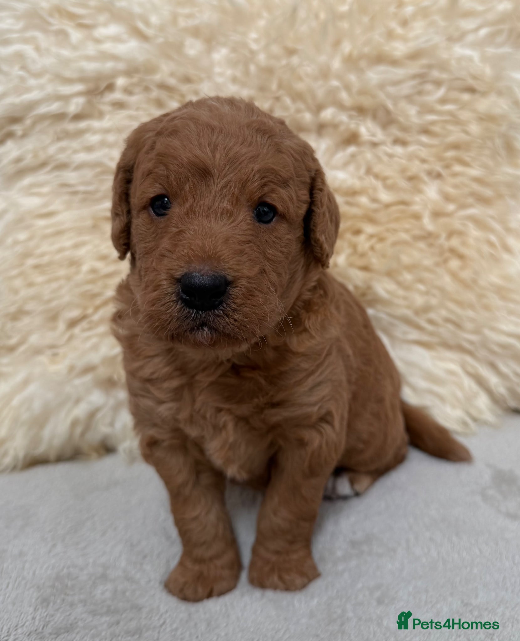 Labradoodle dogs for sale: Fabulous F1 labradoodles  - Advert 7