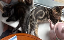 Mixed Breed cats for sale: Boy and girl beautiful cats  - Image 4