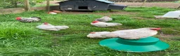 Chickens poultry for sale: Lavender Pekin hens - Advert 1