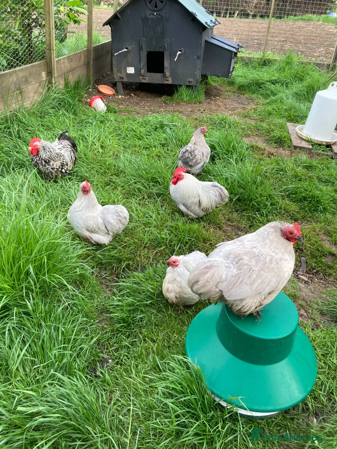 Chickens poultry for sale: Lavender Pekin hens - Advert 1