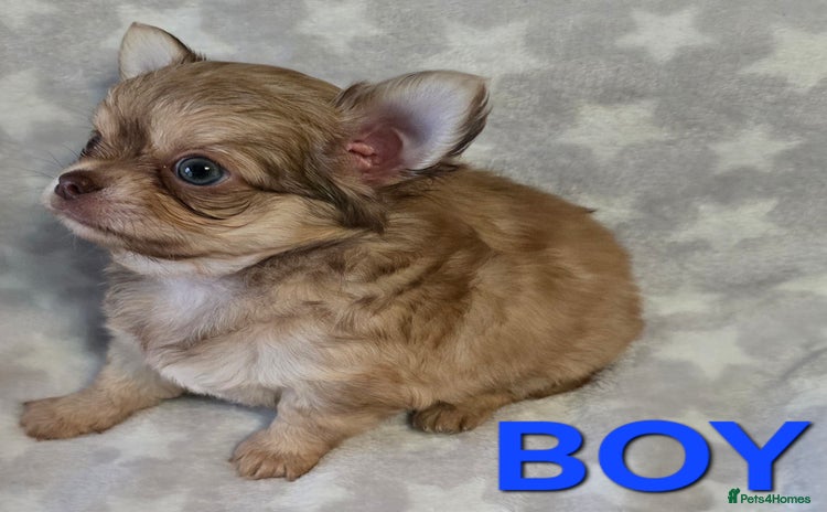 Chihuahua dogs - Advert 1