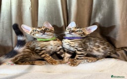 Bengal cats for sale: Adorable Bengal kittens - Image 8